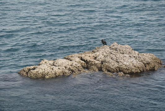 桂濱-高知市必去景点