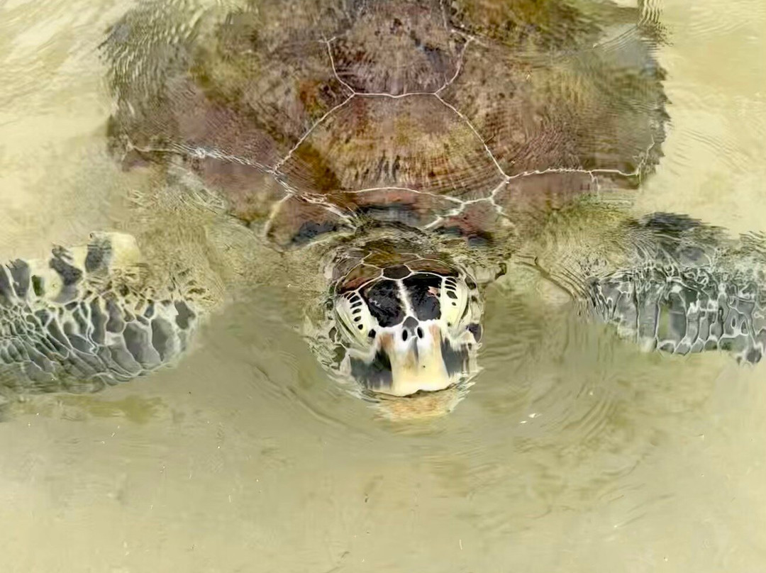 Siri Tours-Maha Induruwa必去景点