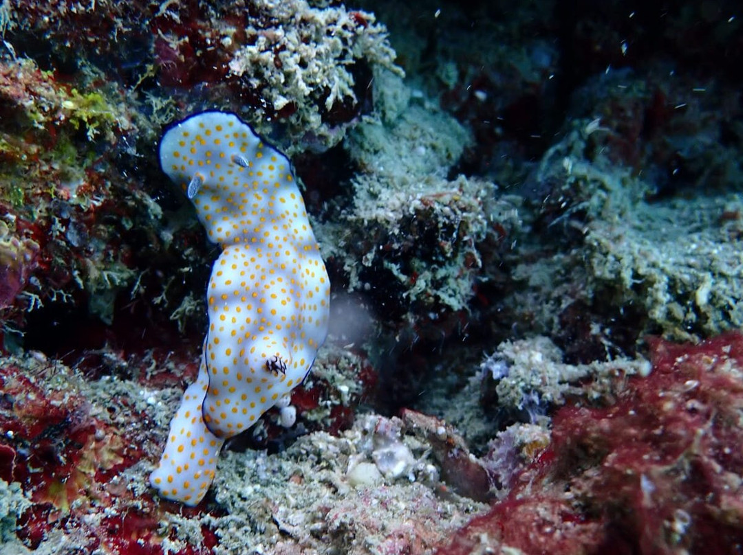 甲米萨瓦迪潜水中心-奥南必去景点