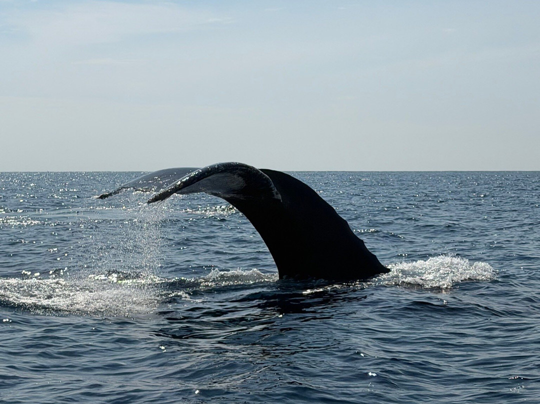 Dressel Divers Puerto Vallarta-蓬塔米塔必去景点