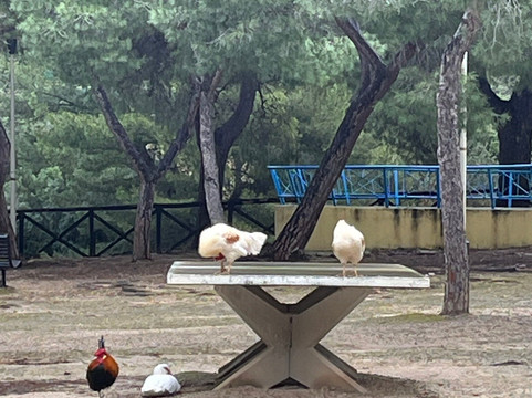 Monte Urpinu-卡利亚里省必去景点