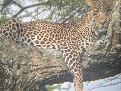 Time For African Adventures-阿鲁沙必去景点