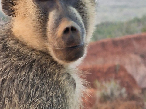 Kenya Safaris con Beka Day Tours-瓦塔木必去景点