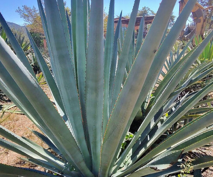 Hacienda El Divisadero-El Tuito必去景点