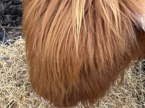 Highland Titles Nature Reserve-Duror必去景点