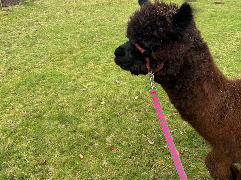 Alpaca Alpaca At Leven Valley-Yarm必去景点