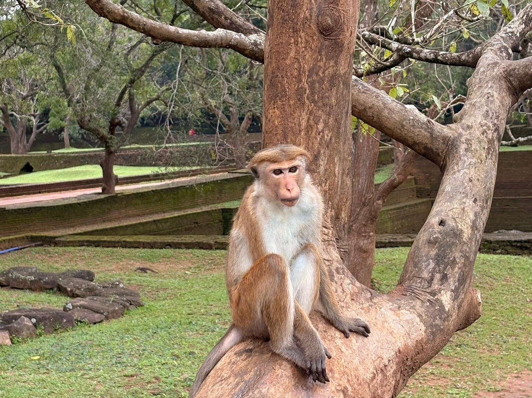 Royal Ceylon Voyage-Pelawatta必去景点