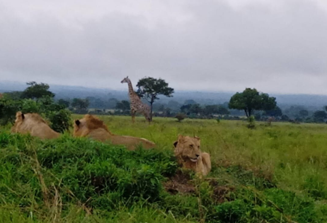 Dau Tours & Safaris-石头城必去景点