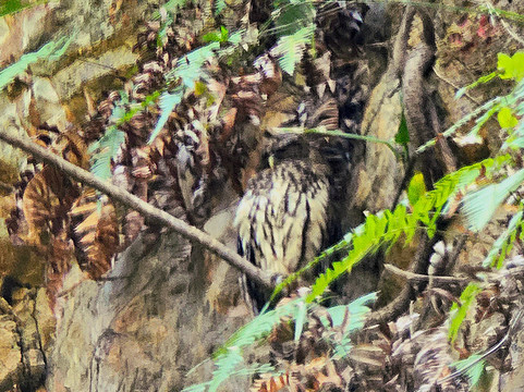 La Leona Waterfall Costa Rica-Curubande必去景点
