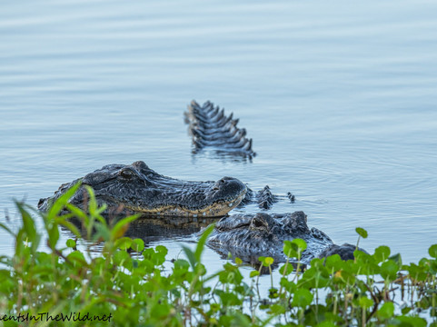 Circle B Bar Reserve-莱克兰必去景点