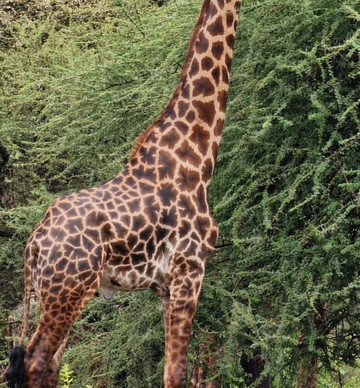 Travel wise Safari-阿鲁沙必去景点