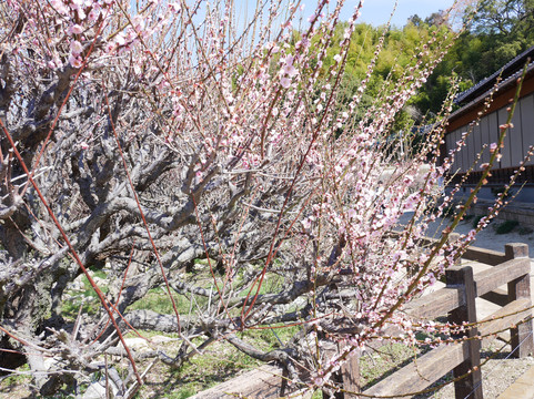 Fukoji temple-大牟田市必去景点