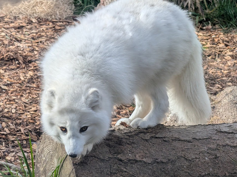 Point Defiance Zoo & Aquarium-塔科马必去景点