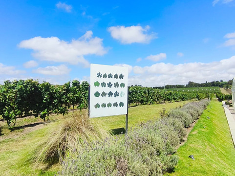 Pizzorno Family Estates-Canelones必去景点