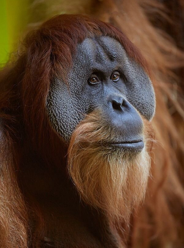 Sumatra Orangutan Tours-武吉拉旺必去景点