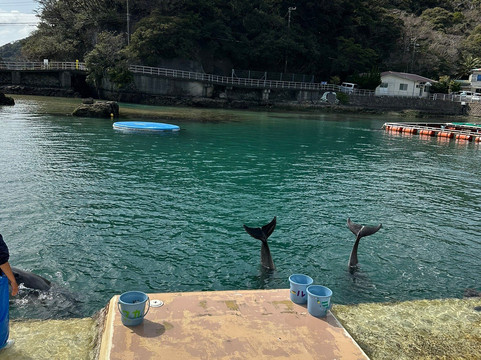 Shimoda Aquarium-下田市必去景点