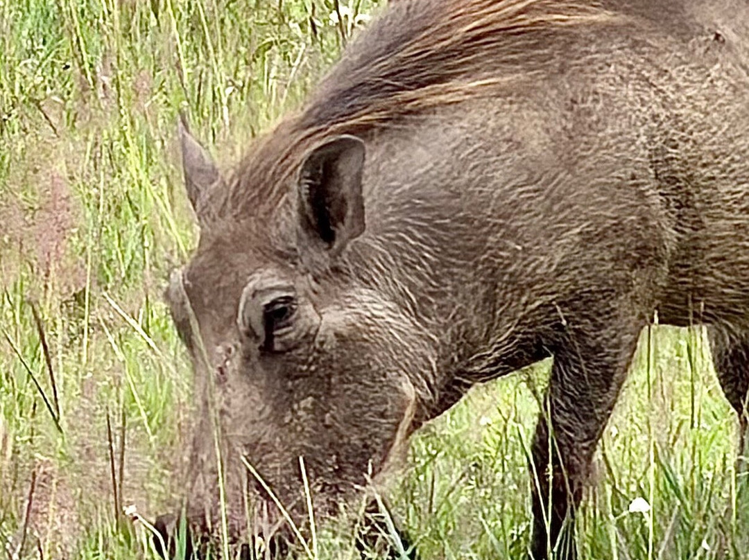 Carnivores Safaris Limited-阿鲁沙必去景点