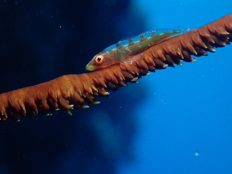 Maui Diamond Sea Sports-玛阿拉也亚必去景点