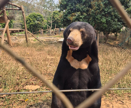 Free the Bears-琅勃拉邦必去景点