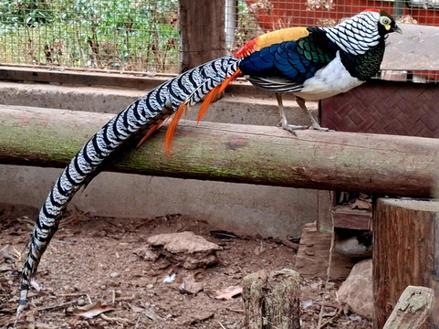 Sidkeong Tuluk Bird Park-West Sikkim必去景点