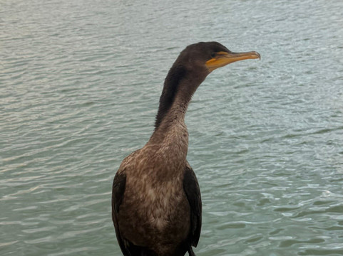 Sea N Things, LLC-Indian Shores必去景点