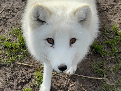 Ark Wildlife Park & Exotic Animal Sanctuary-Stickney必去景点