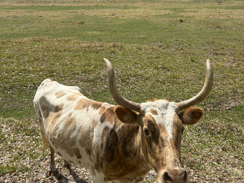 Babcock Ranch Preserve-蓬塔戈尔达必去景点