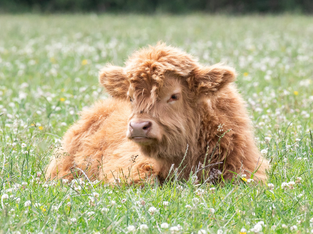 Rhosyn Farm Highland Cattle Experiences-Barton under Needwood必去景点