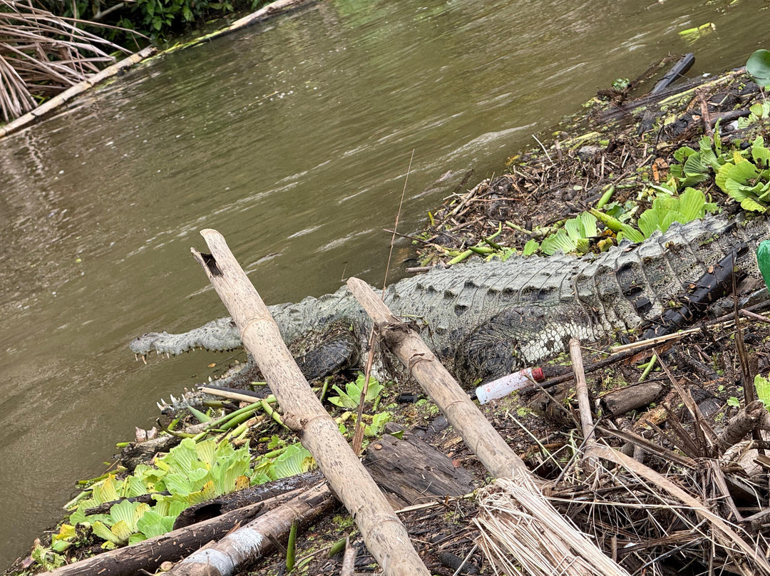 Harpy Eagle Tortuguero-托图杰多必去景点