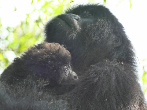 Gorilla Bookings-坎帕拉必去景点