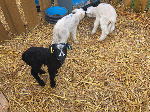 Hillview Animal Park-Alloa必去景点