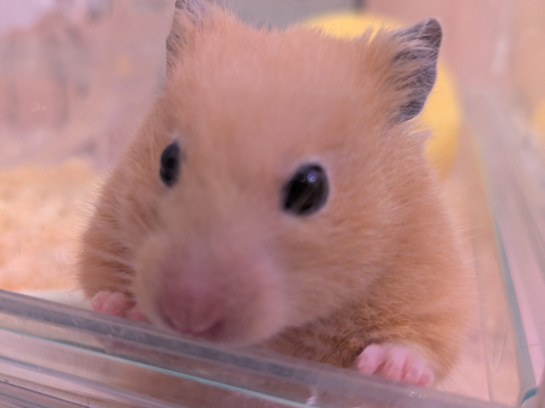 Harajuku Kawaii Land Kyun Kyun-涩谷区必去景点