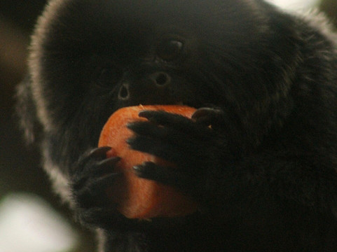 The Living Rainforest-纽伯里必去景点