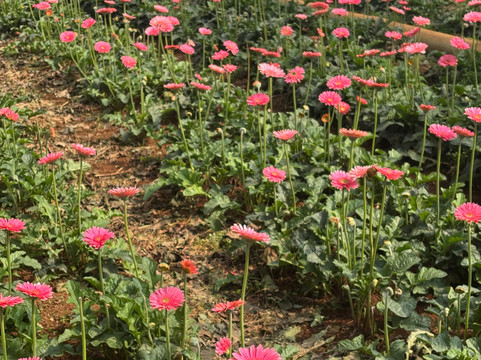 Mr. Peace's Tour Dalat-大勒必去景点