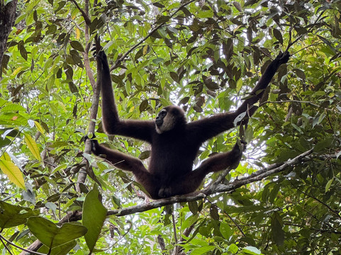 Bornean Orangutan Holiday-Pangkalan Bun必去景点