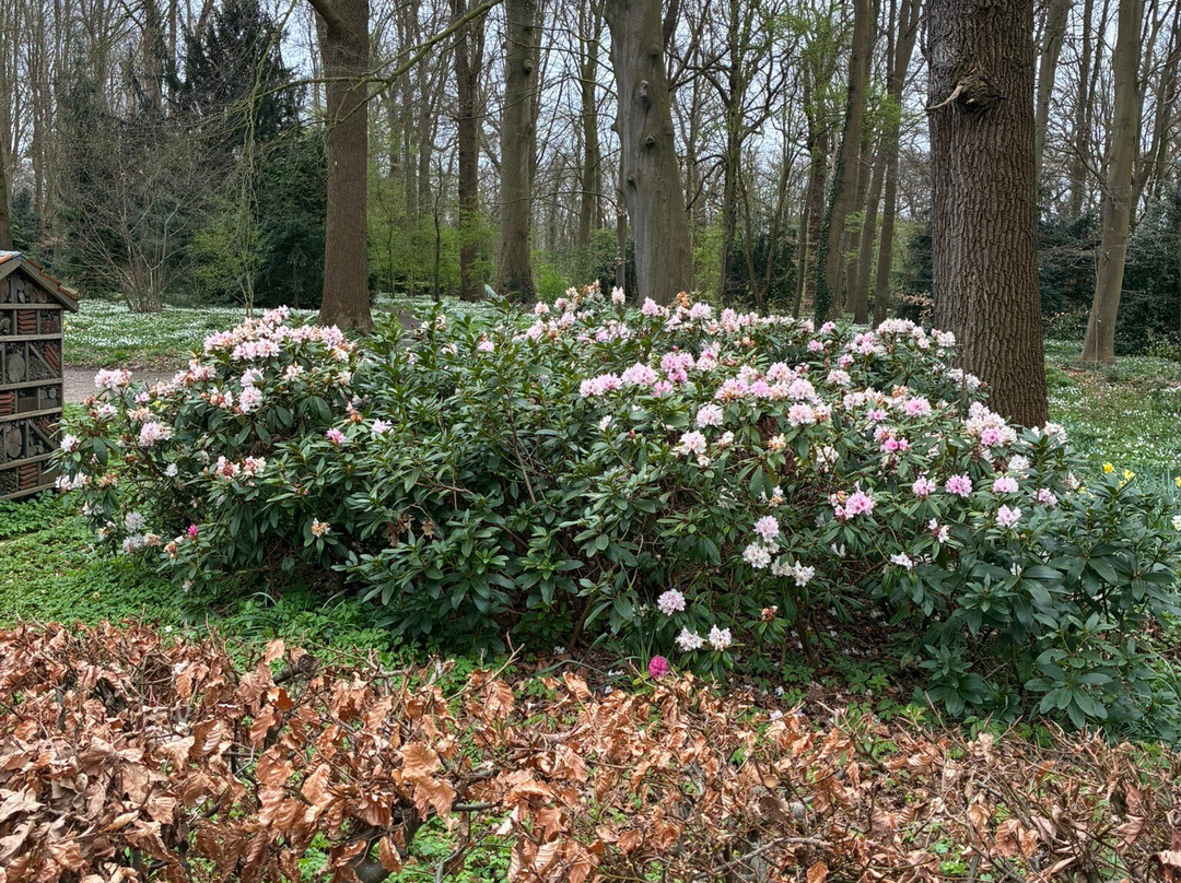 Leidse Hout Park-莱顿必去景点
