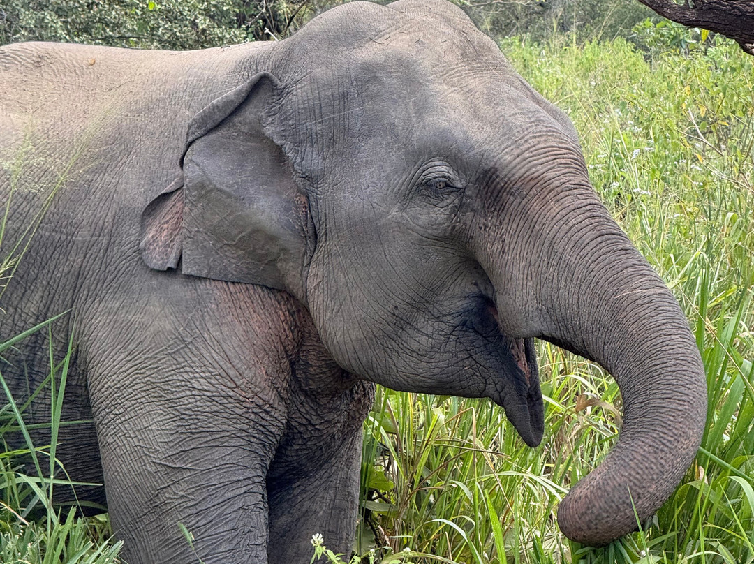 Jeep Safari With Gayan-锡吉里亚必去景点