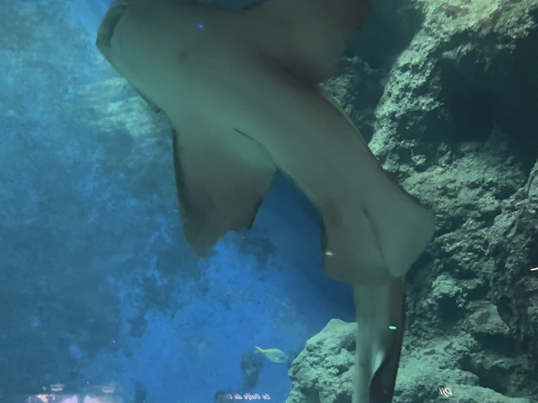 Aquarium de Lyon-La Mulatiere必去景点