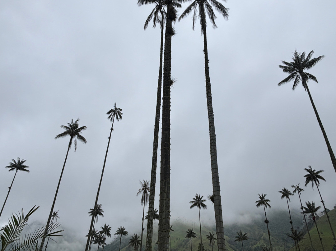 Valle De Cocora-萨伦托必去景点