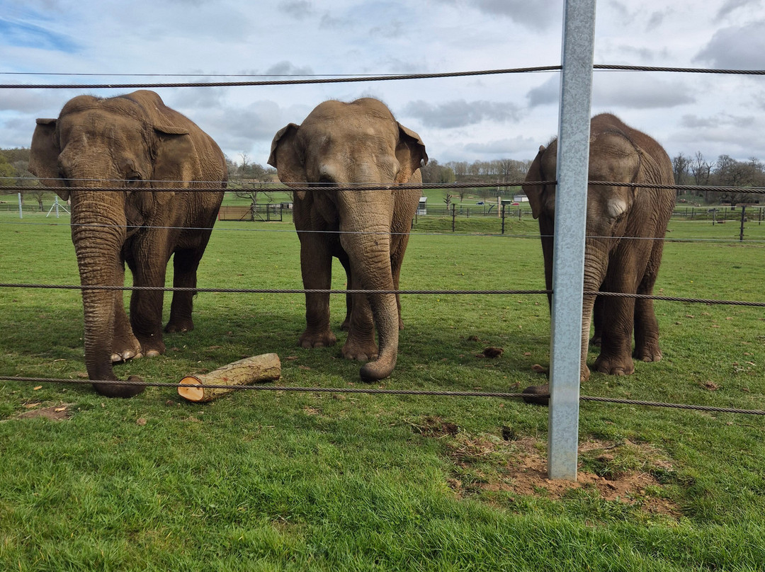 Woburn Safari Park-Woburn必去景点
