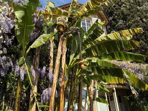 I Giardini Di Villa Della Pergola-阿拉西奥必去景点