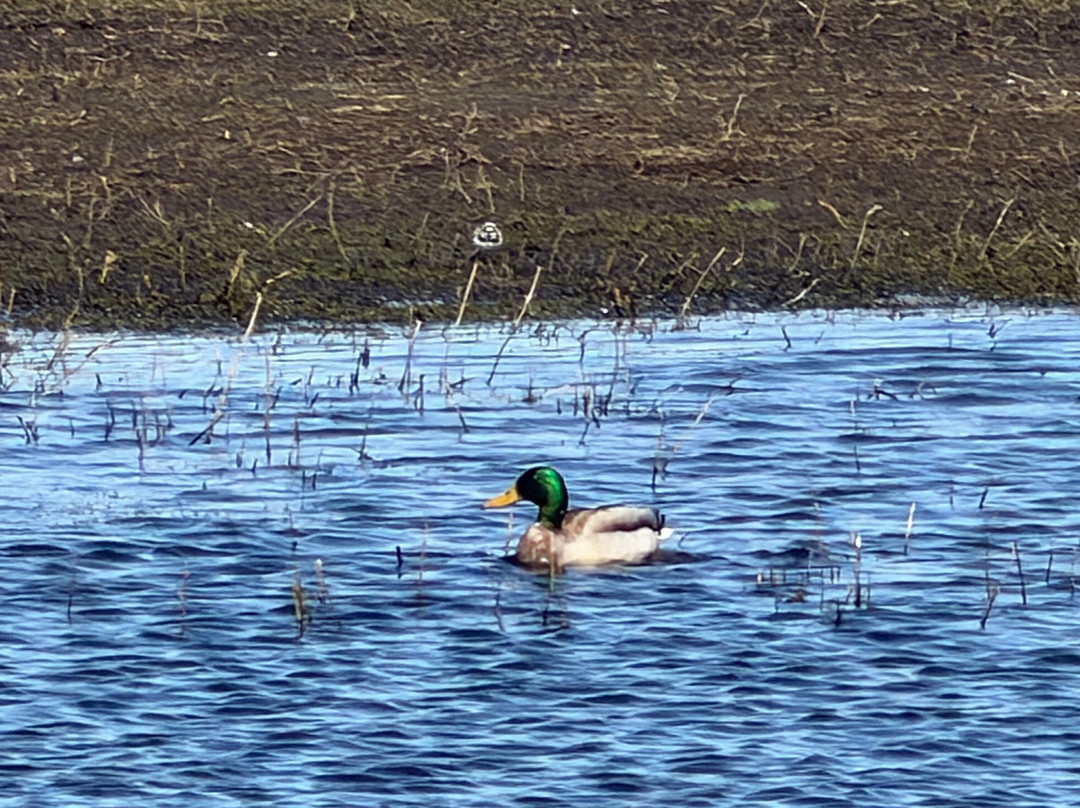 Lunt Meadows Nature Reserve-利物浦必去景点