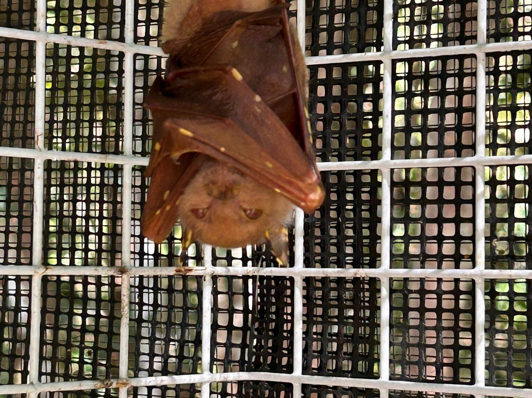 The Bat Hospital Visitor Centre- 阿瑟顿必去景点