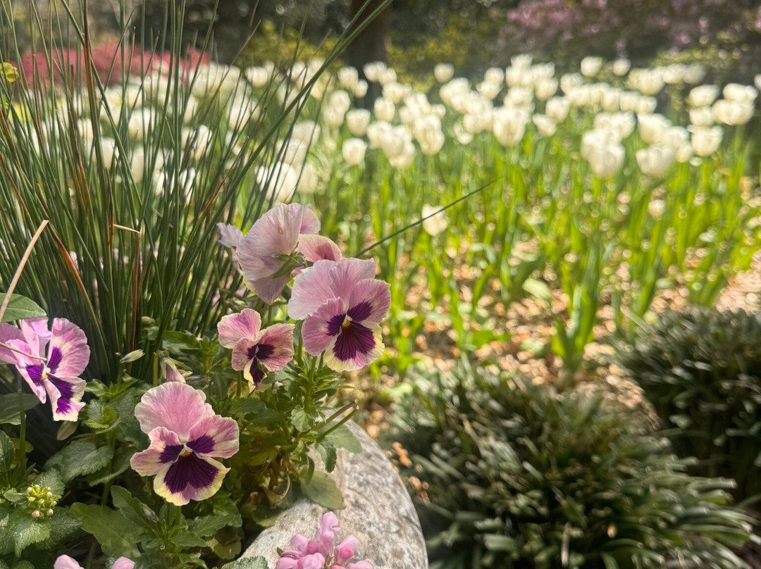 Airlie Gardens-威尔明顿必去景点