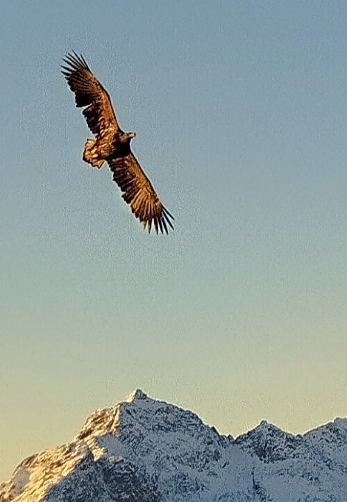 Go2Lofoten-斯沃尔韦尔必去景点