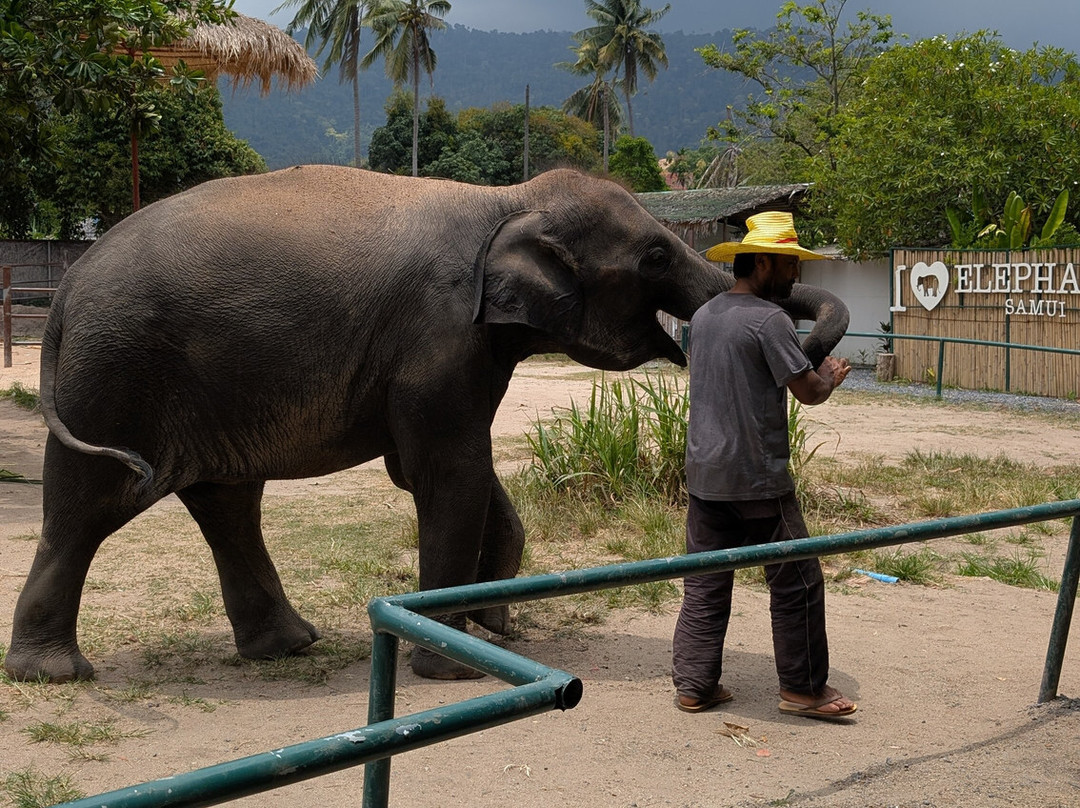 I Love Elephant Samui-Na Mueang必去景点
