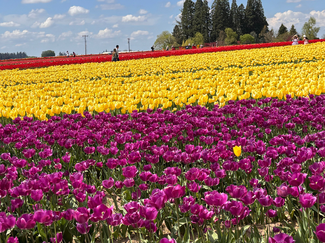 Wooden Shoe Tulip Farm-伍德本必去景点