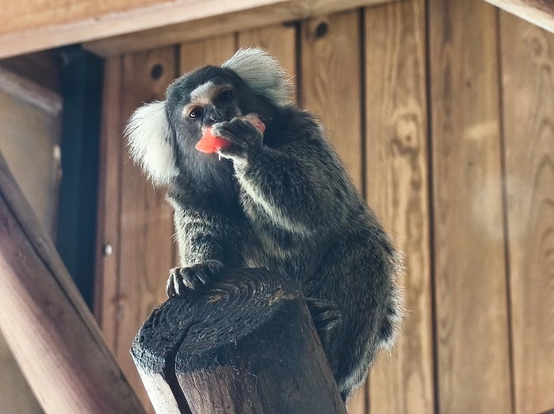 Zoo Bassin d'Arcachon-拉泰斯特德比克必去景点