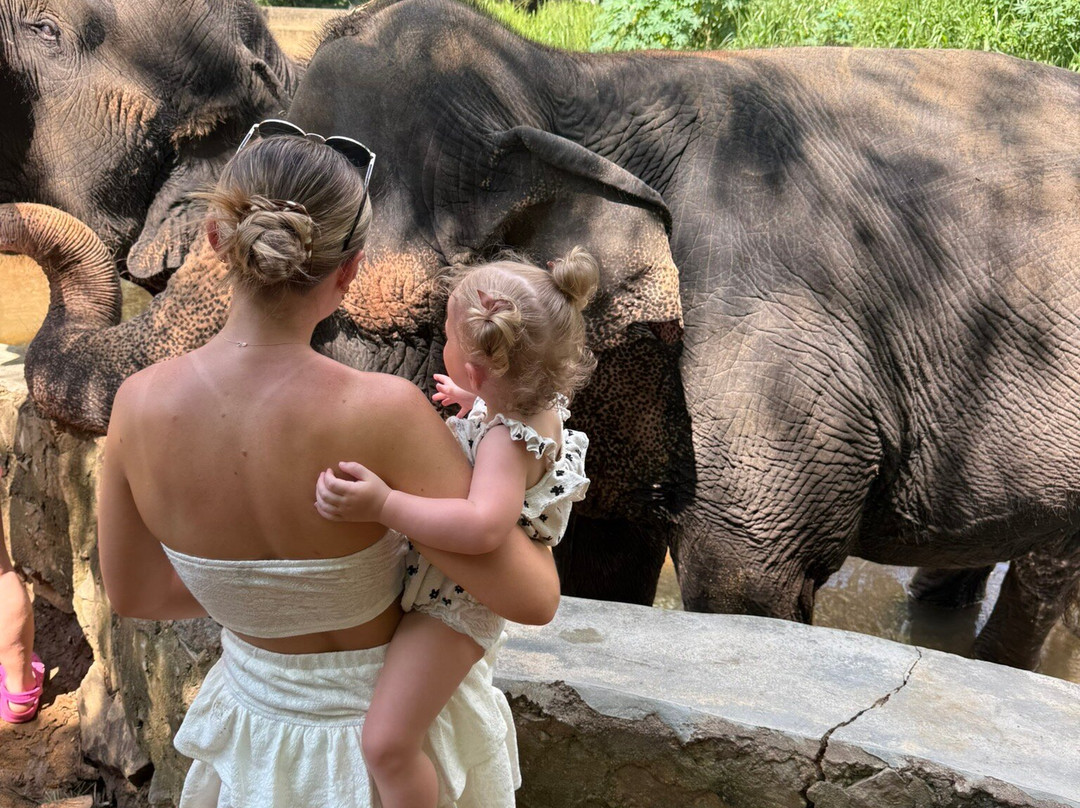 Elephant Freedom Project-凯格勒 必去景点