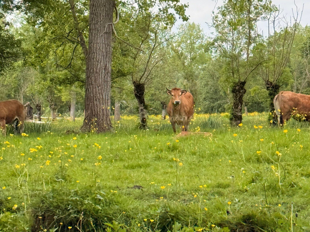 Embarcadere Cardinaud - Marais poitevin-Nouvelle-Aquitaine必去景点